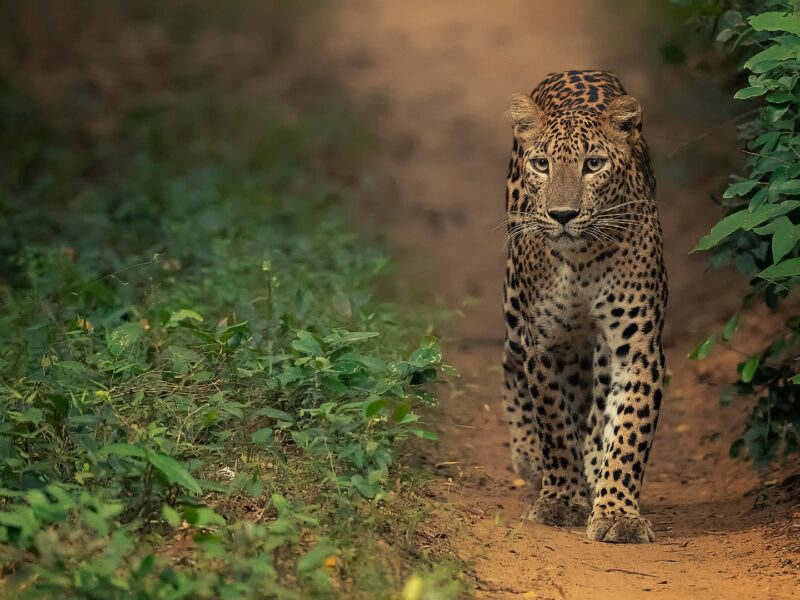 Leopard walking along dirt track towards camera, Sri Lanka
