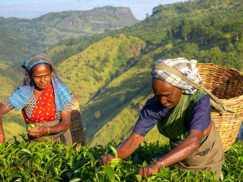 Tea Pickers, Sri Lanka