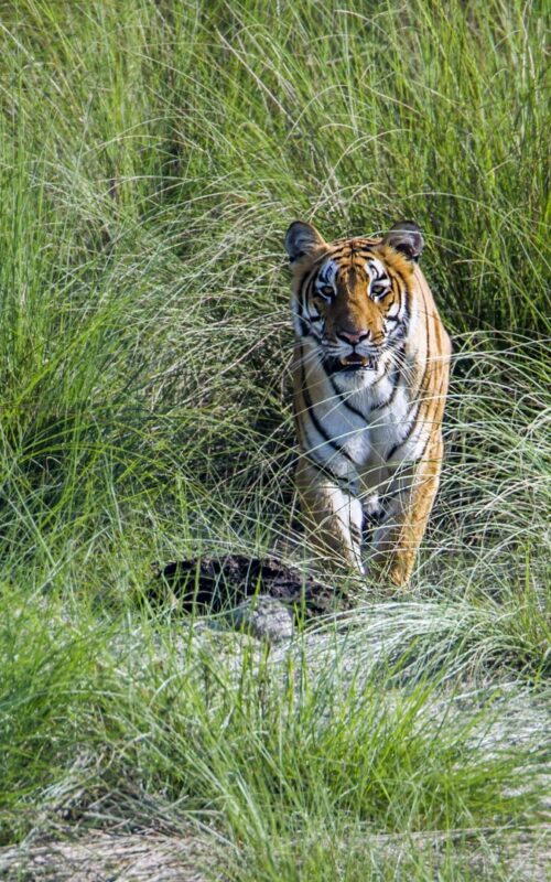 Tiger emerging from grass, walking towards camera, Bardia National Park, Nepal