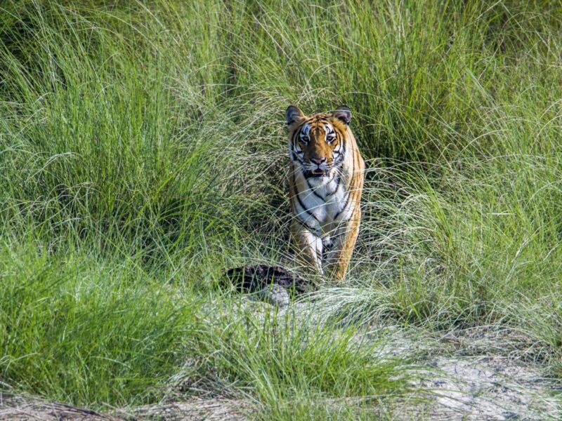 Tiger emerging from grass, walking towards camera, Bardia National Park, Nepal