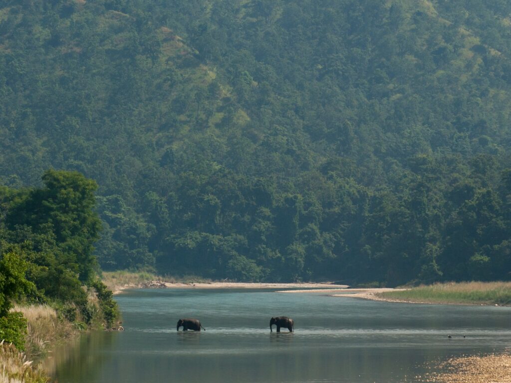 Elephants crossing Karnali river in distance, Tiger Tops Karnali, Bardia National Park, Nepal