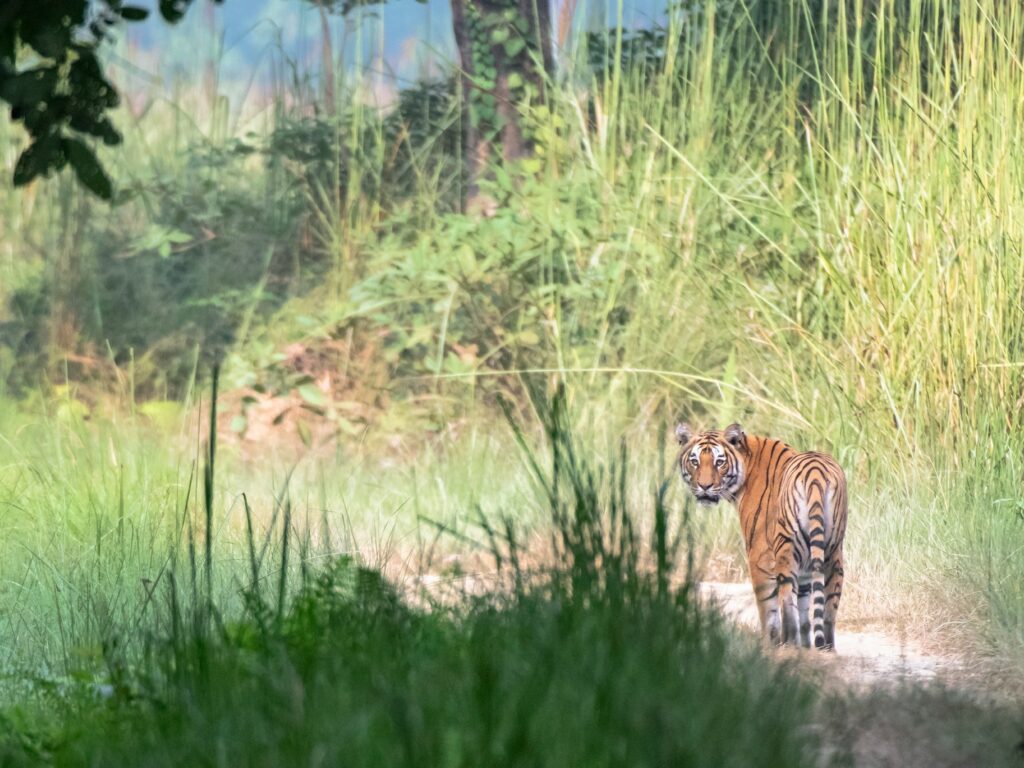 Tiger walking away looking back at camera, Tiger Tops Karnali, Bardia National Park, Nepal