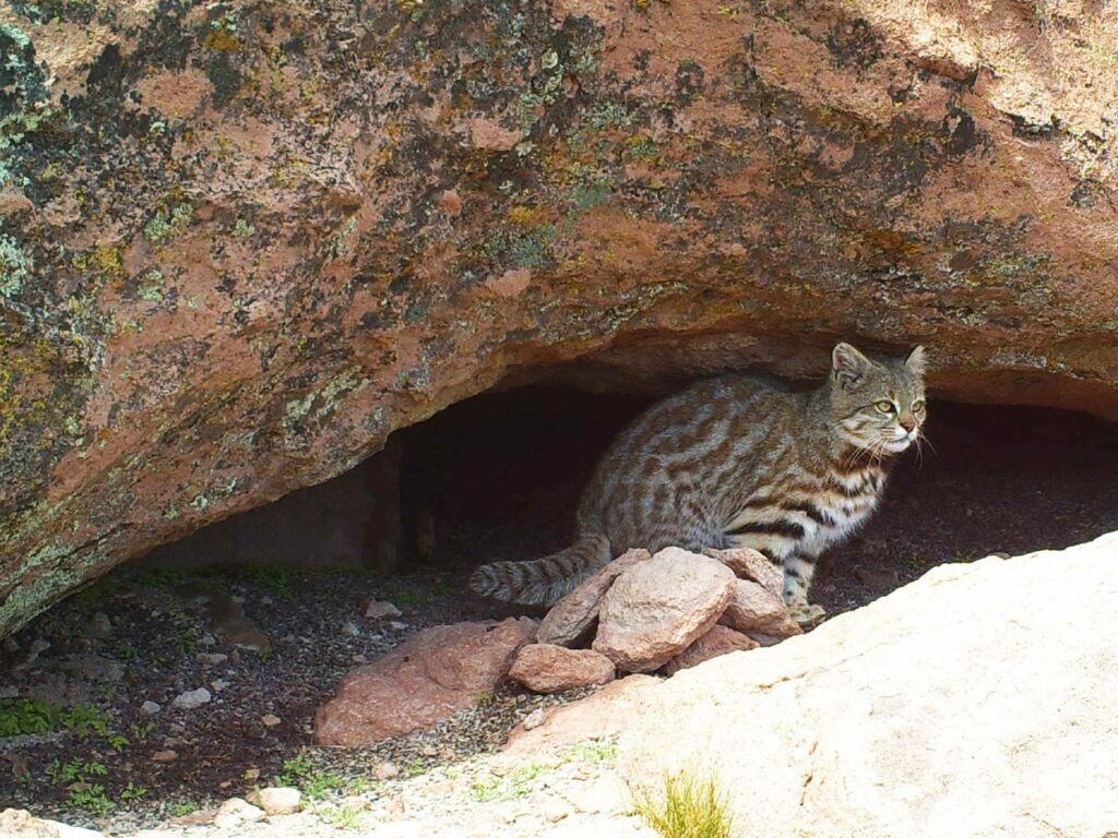 Andean Cat on rocks, Atacama Desert, Chile