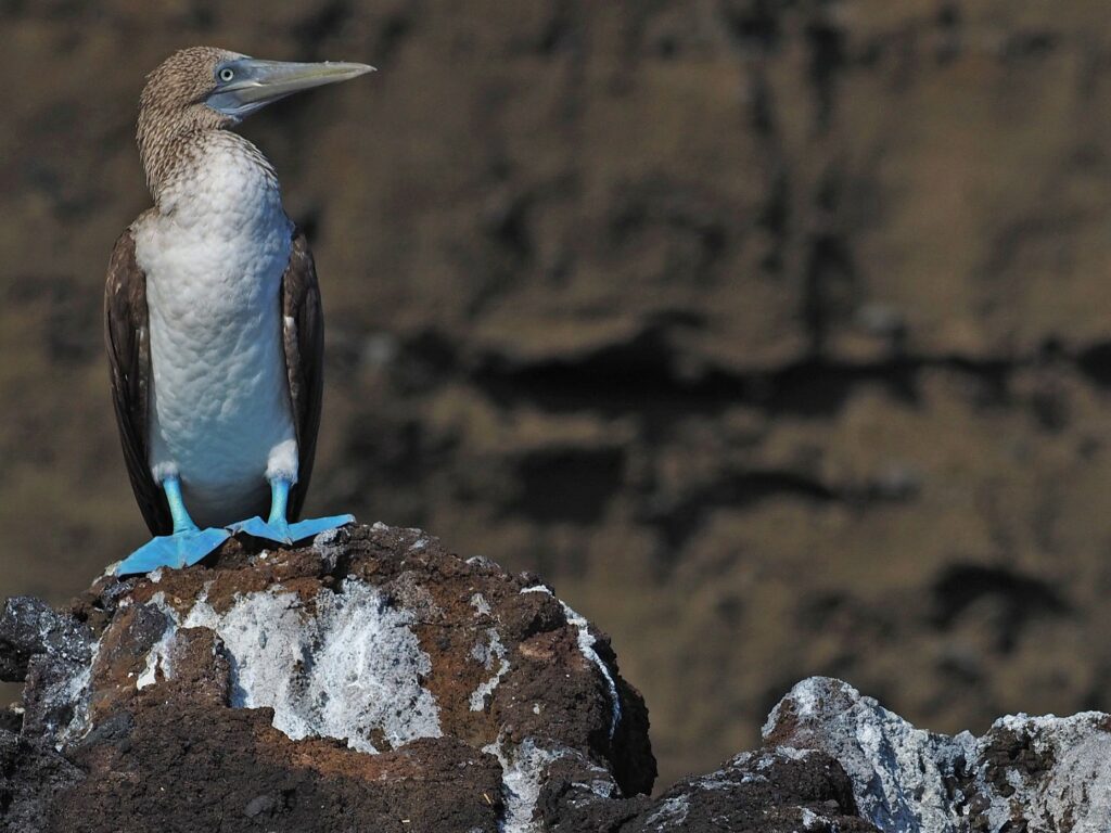Blue footed booby sat on a rock, Baja California, Mexico