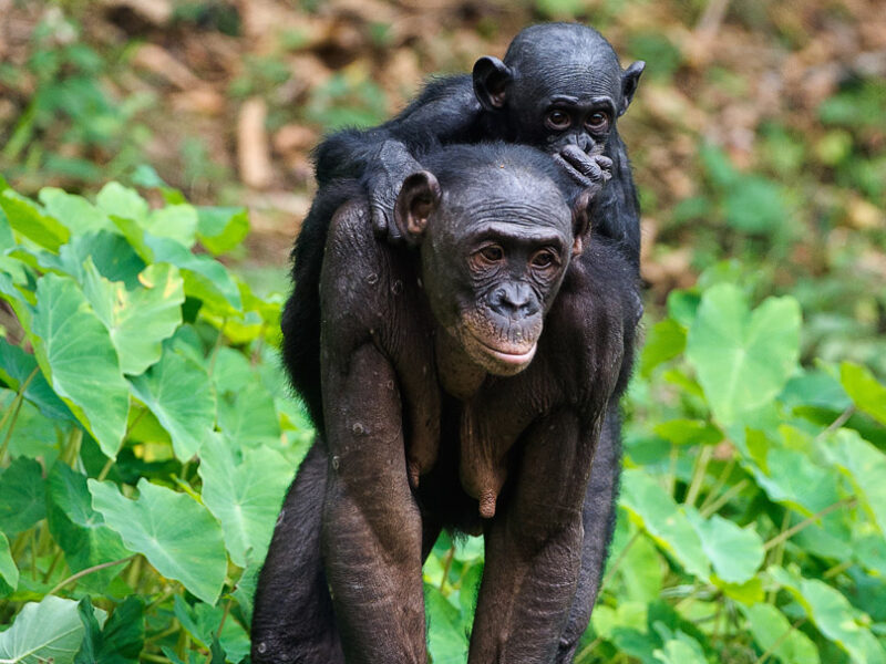 Bonobo and Baby, Democratic Republic of the Congo