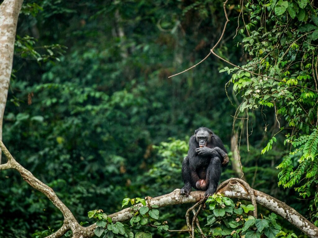 Solitary bonobo sat on branch in rainforest, Democratic Republic of Congo