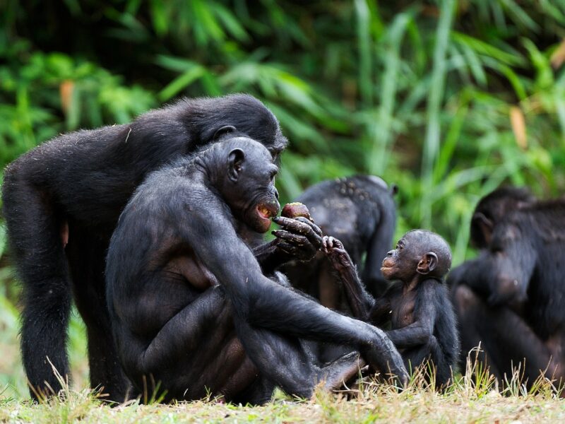 Troop of Bonobo sat on grass, Democratic Republic of Congo