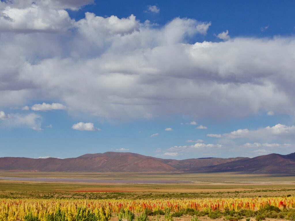 Flower covered plains, Chituca, Altiplano, Bolivia