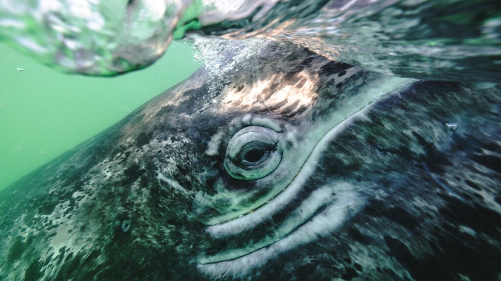 Close up of grey whale eye, Baja California, Mexico