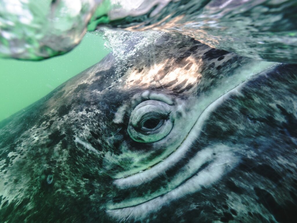 Close up of grey whale eye, Baja California, Mexico