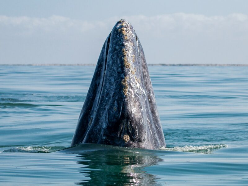 Grey whale spy hopping, Baja California, Mexico