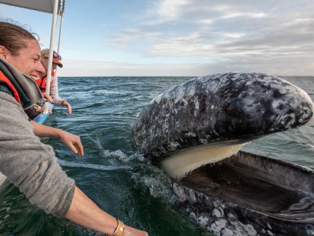 Grey whale alongside tourist boat, Baja California, Mexico