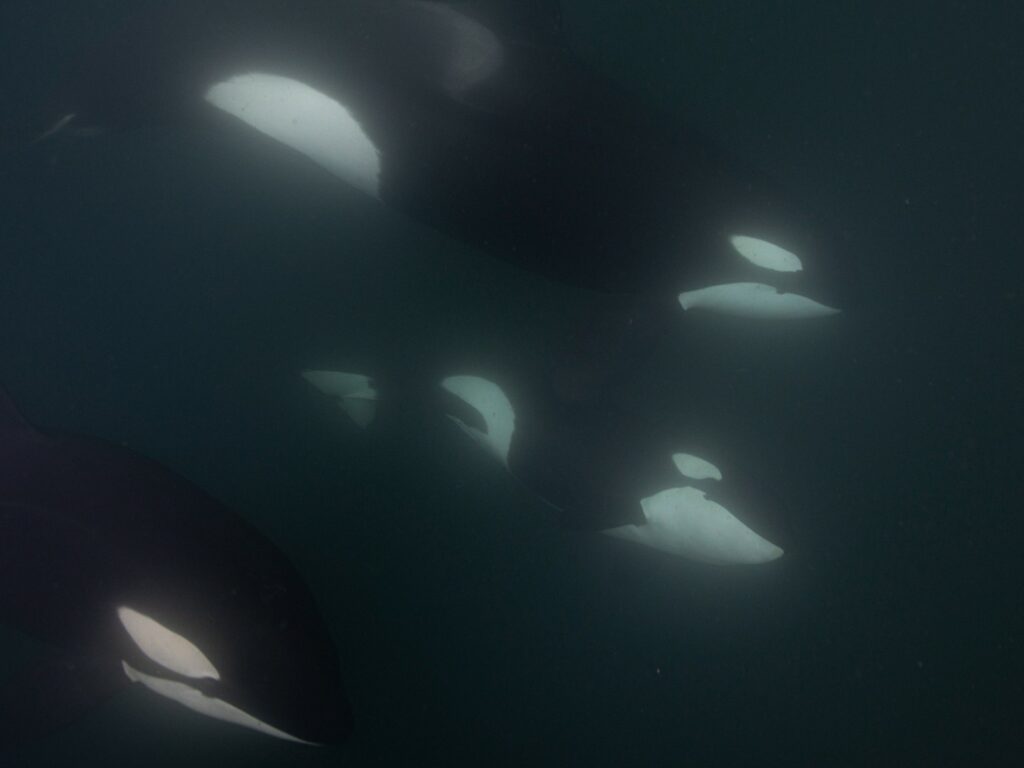 Orca swimming underwater, Baja California, Mexico