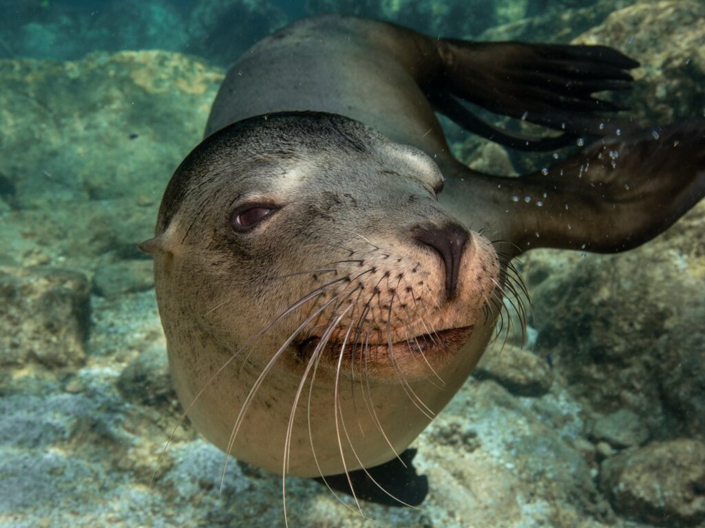Sealion swimming right up to camera underwater, Baja California, Mexico