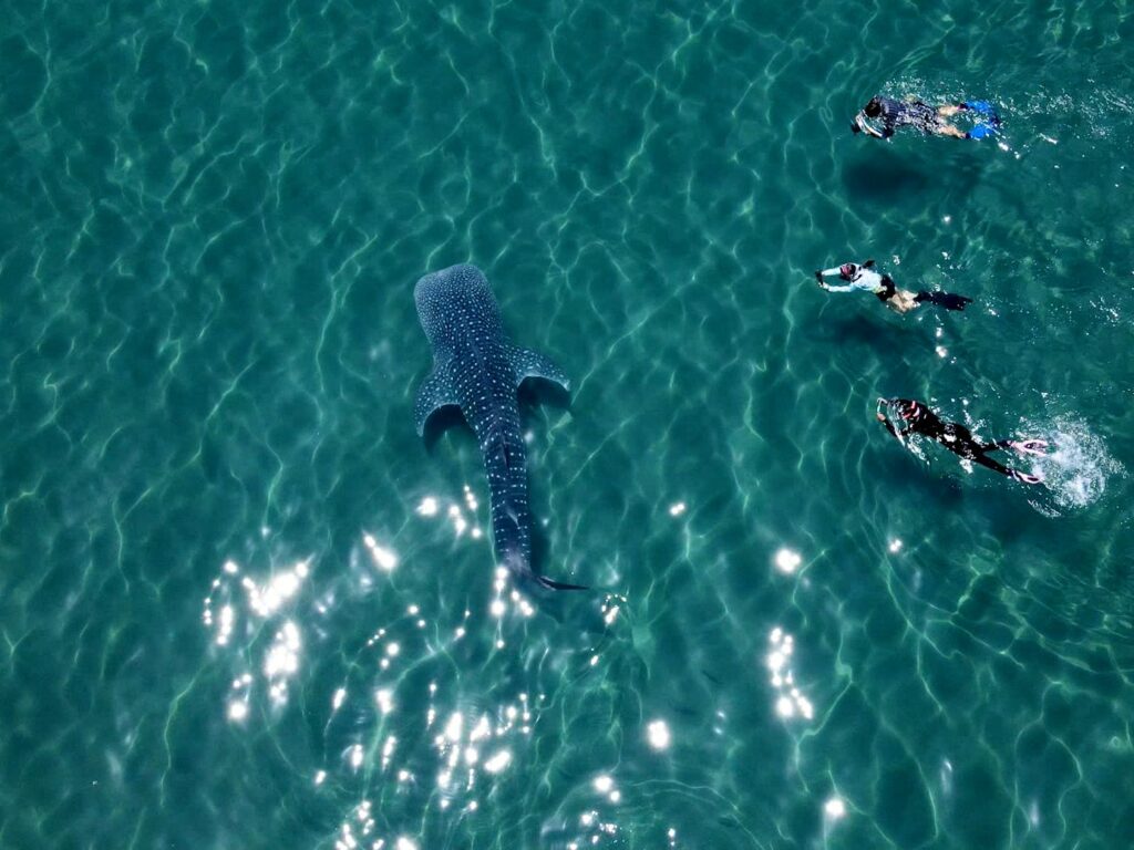 Aerial shot of three people swimming alongside a whale shark, Baja California, Mexico