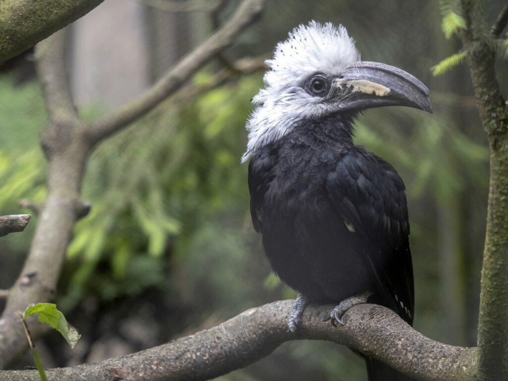Black and white crested hornbill sat on branch, Democratic Republic of Congo