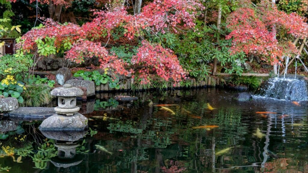 Japanese garden pond, Kamakura, Japan