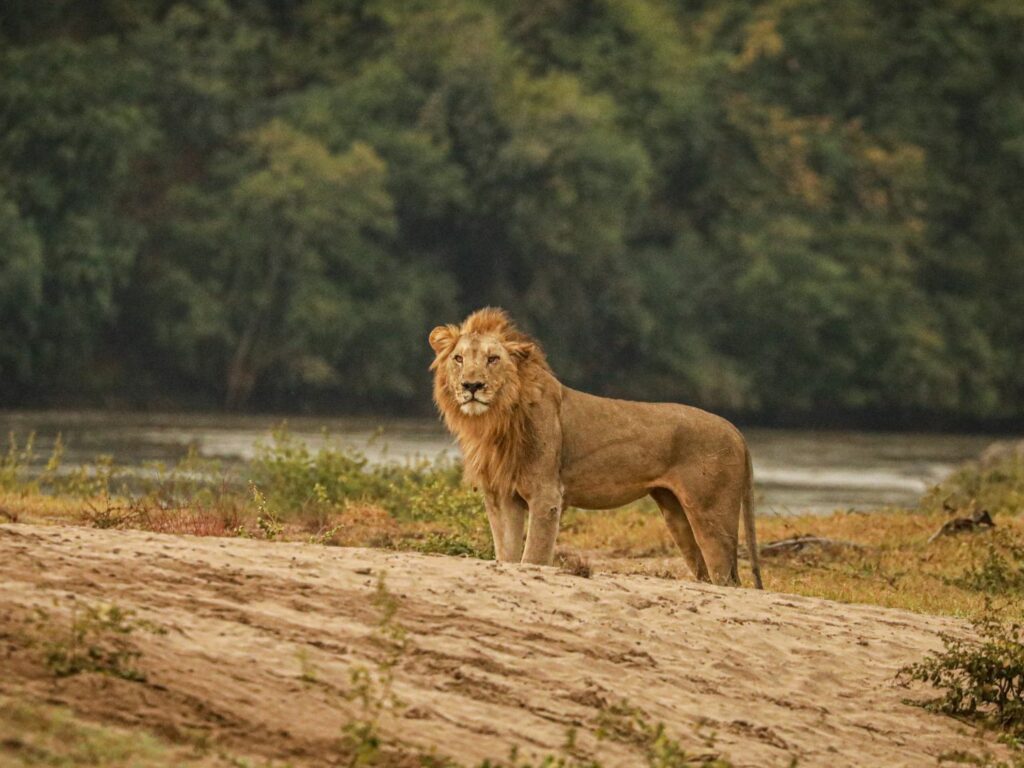 Male lion, Majete Wildlife Reserve, Malawi