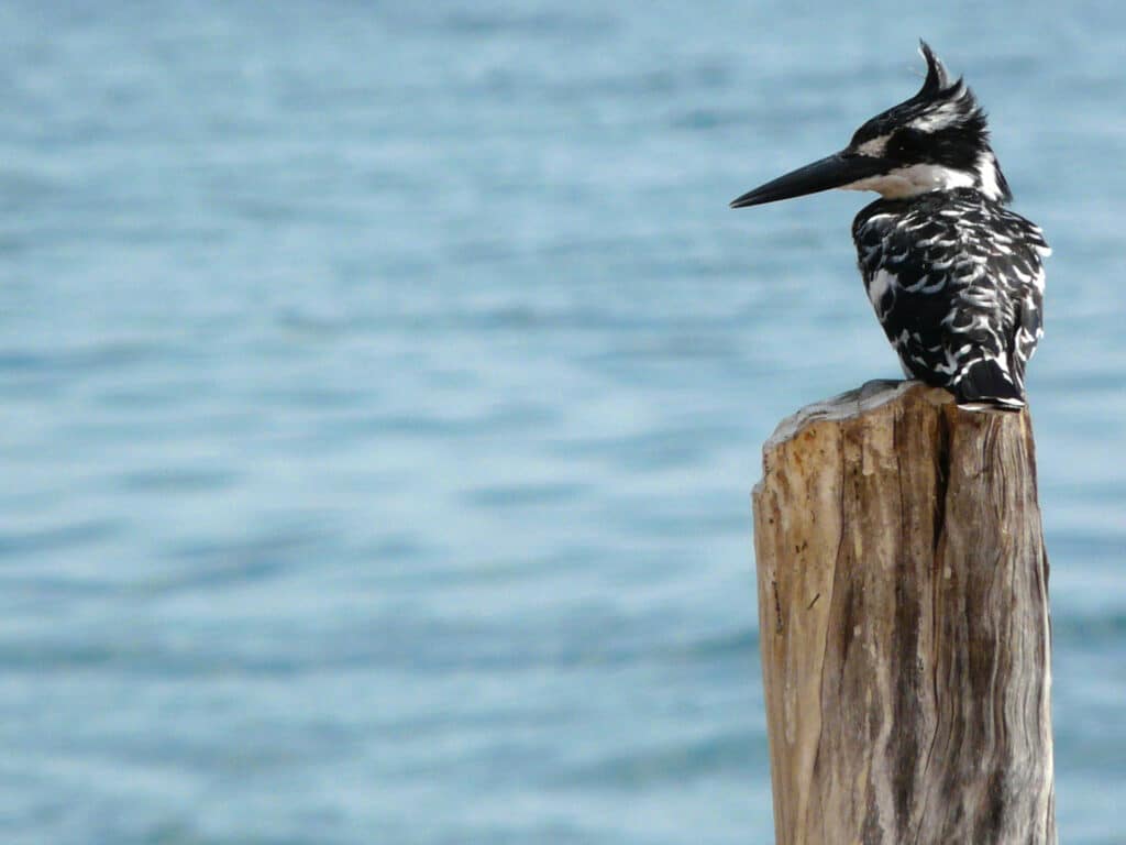 Pied Kingfisher, Malawi