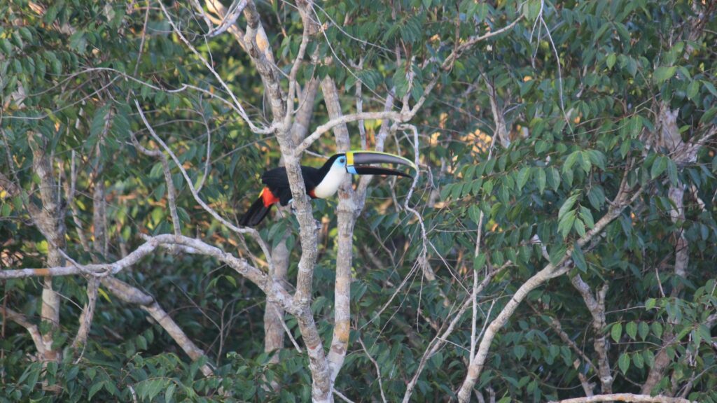 White throated toucan, Cristalino Lodge, Brazil