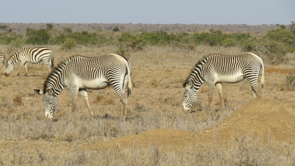 Greys zebra, Loisaba Conservancy, Lodo Springs, Laikipia, Kenya