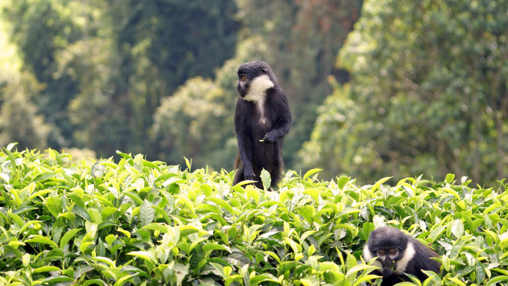 L'Hoest Monkeys, Rwanda