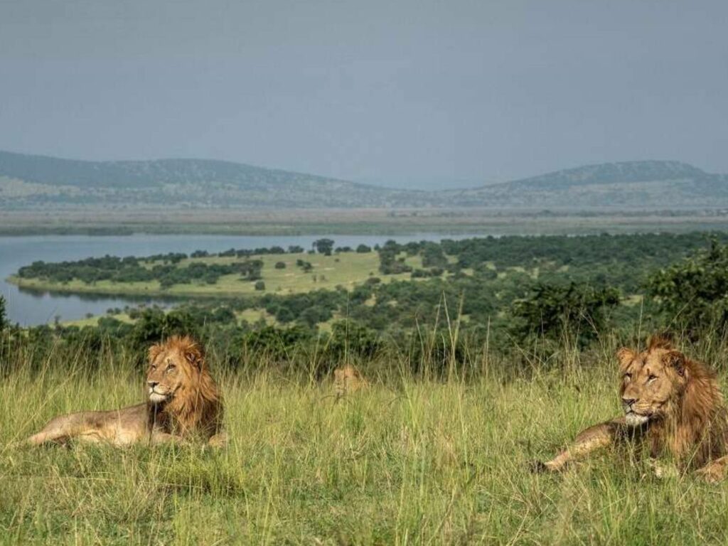 Lions in Akagera National Park, Rwanda