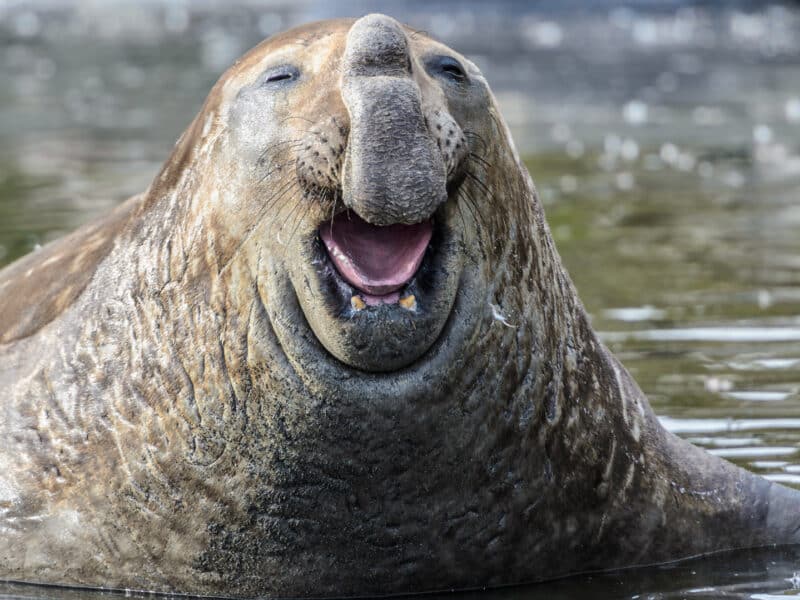 Elephant Sea Lion, South Georgia