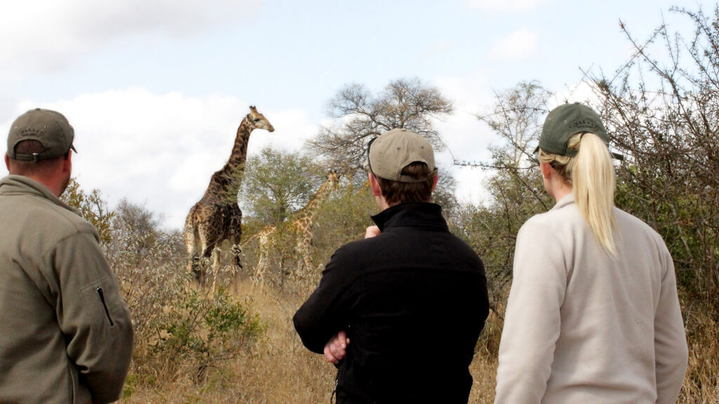 Game walks, Tanda Tula Safari LodGe, Western KruGer Private Reserves, South Africa