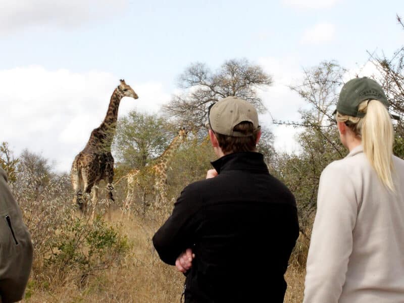 Game walks, Tanda Tula Safari LodGe, Western KruGer Private Reserves, South Africa