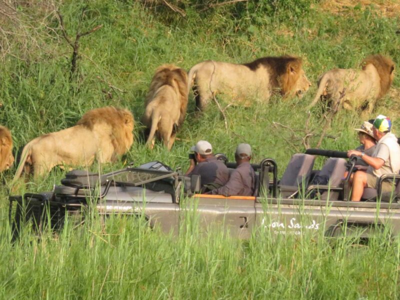 Safari game drive, Lion Sands Tinga Lodge, Lion Sands Private Reserve, Kruger National Park, Sabi Sands Game Reserve, South Africa