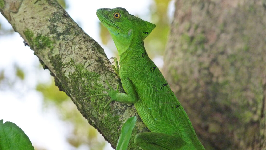 Basilisk Lizard, Cahuita National park, Costa Rica