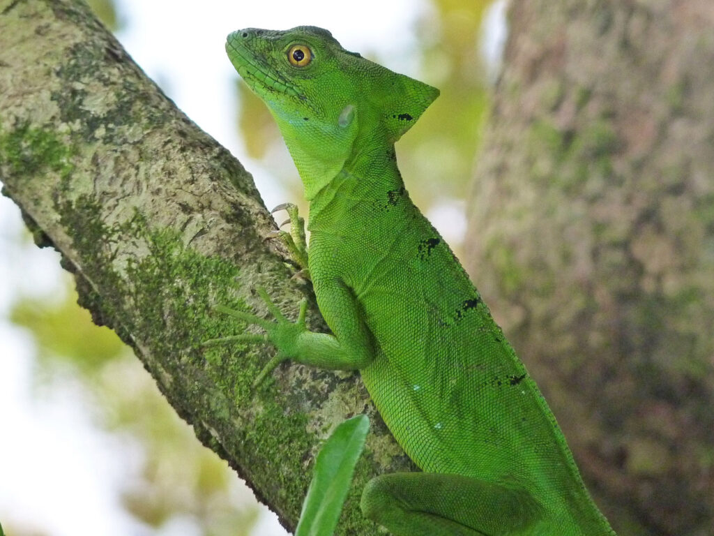 Basilisk Lizard, Cahuita National park, Costa Rica