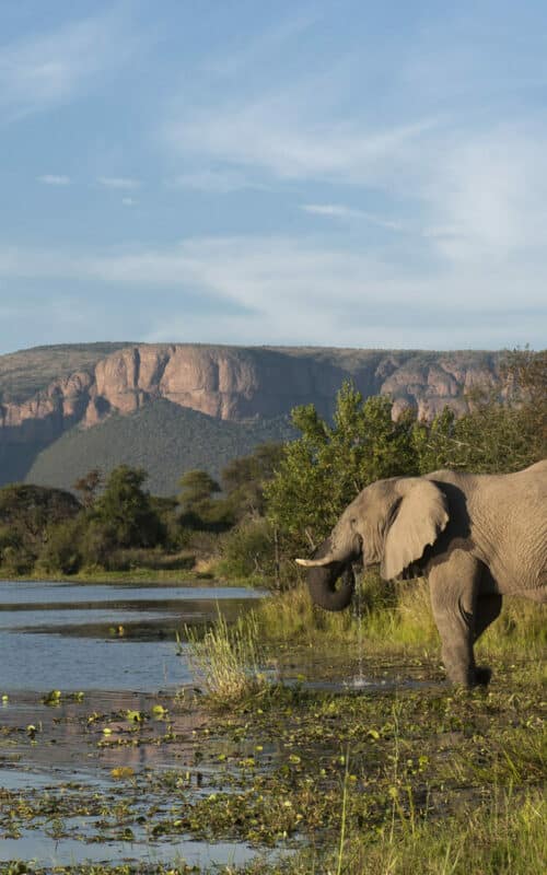 Elephant and landscape, Marataba Game Lodge, The Waterberg