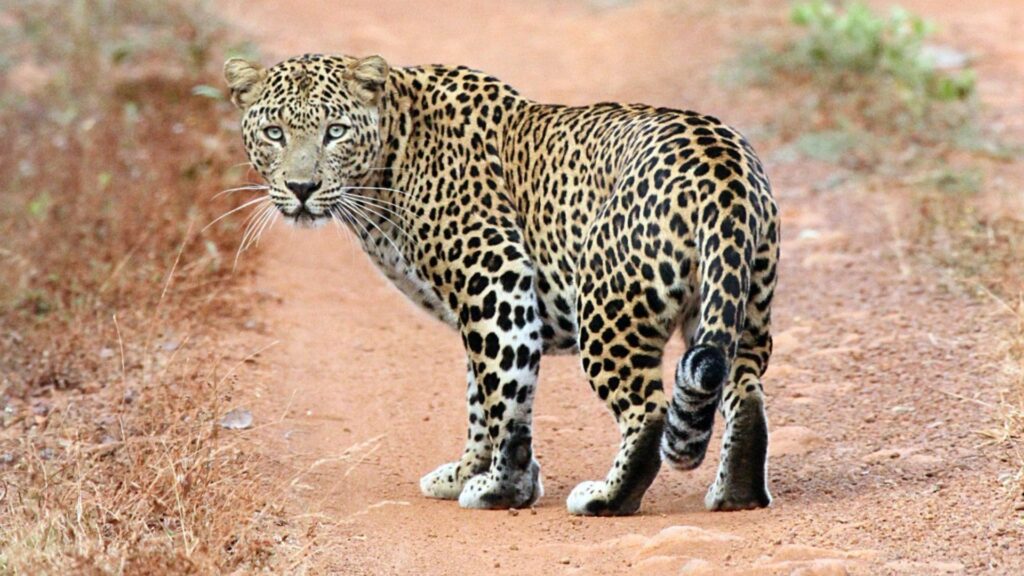 Leopard, India, Indrajit Latey