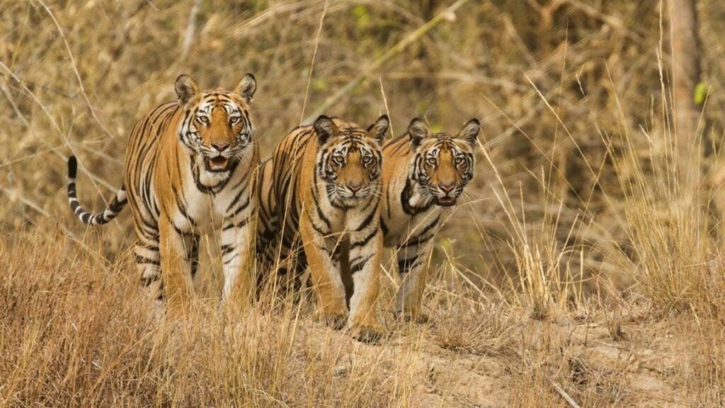 Three tigers, India, Indrajit Latey