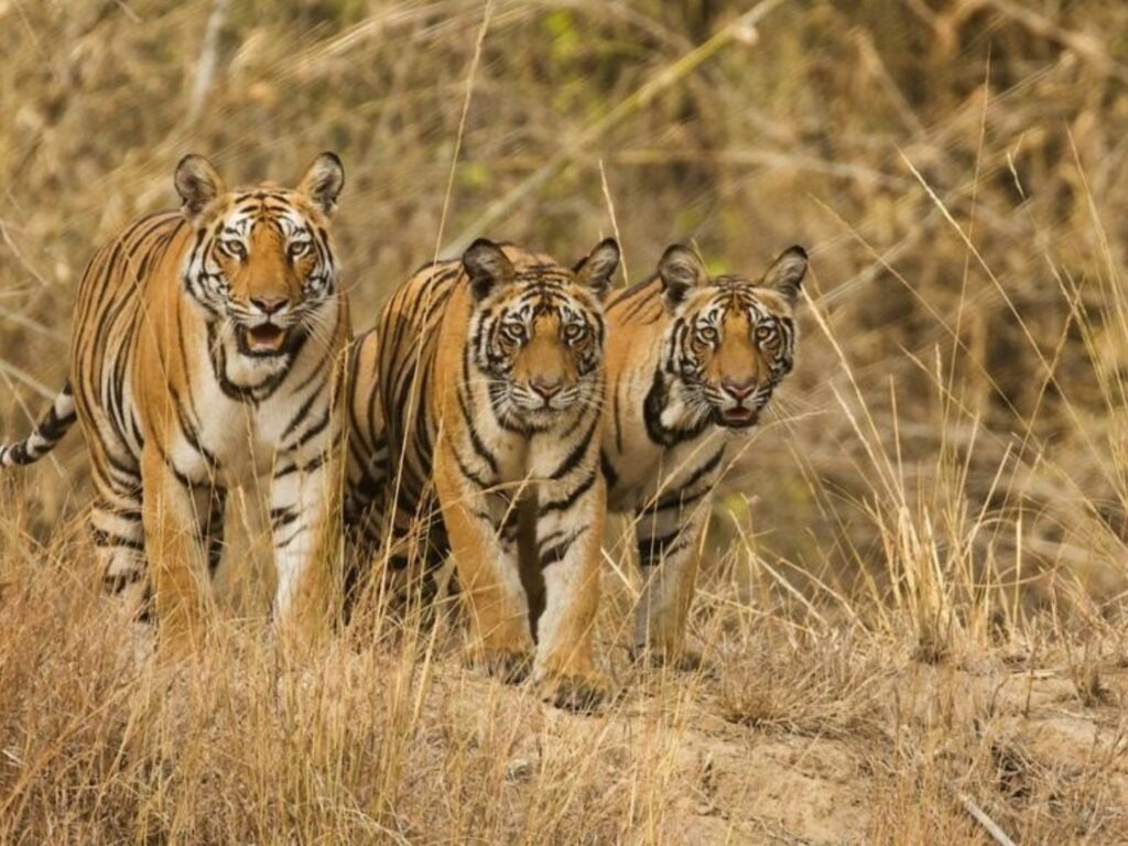 Three tigers, India, Indrajit Latey