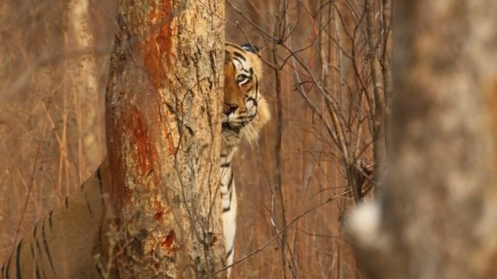 Tiger behind tree, India, Indrajit Latey