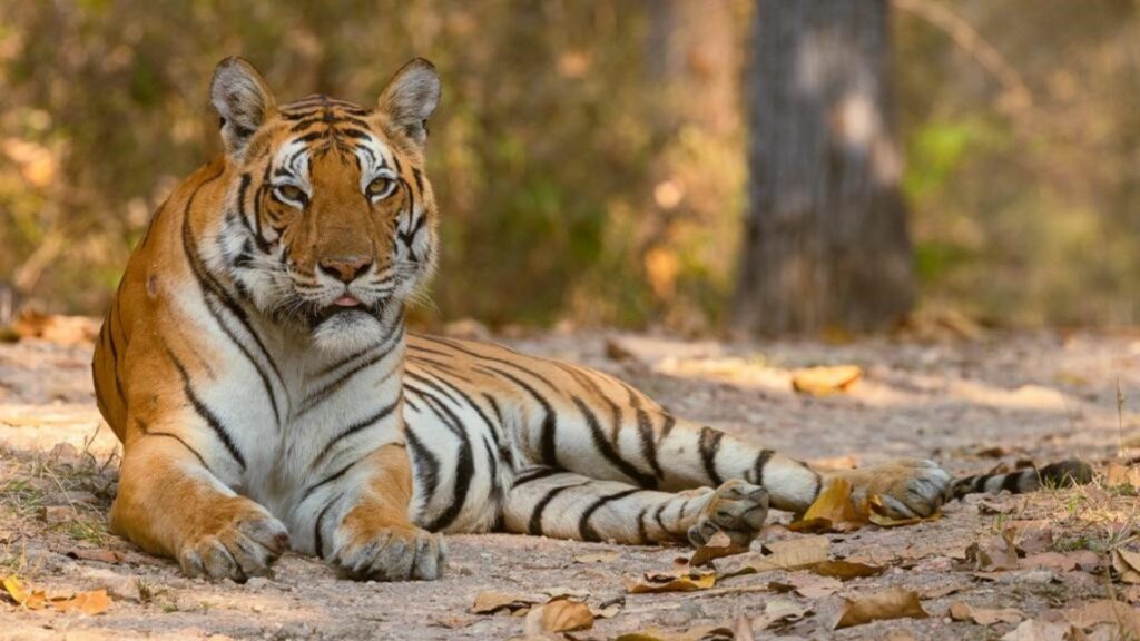 Tiger, India, Indrajit Latey