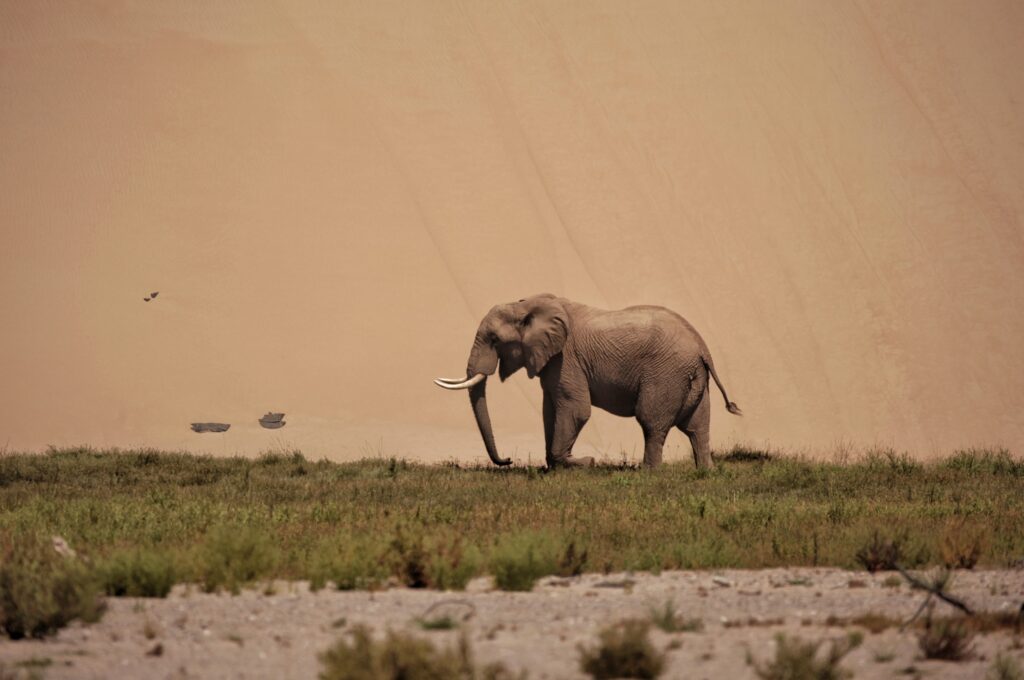Elephant and dunes, Hoanib Valley, Kaokoland, Namibia