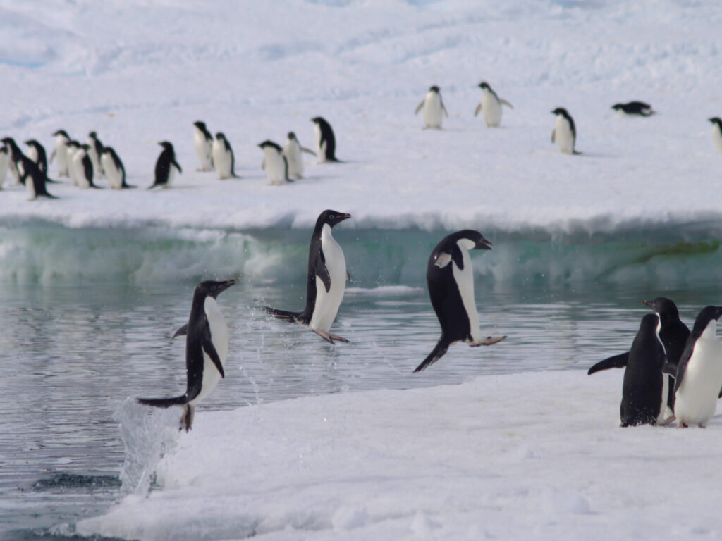 Heritage Expeditions, Adelie Penguins, Antarctica