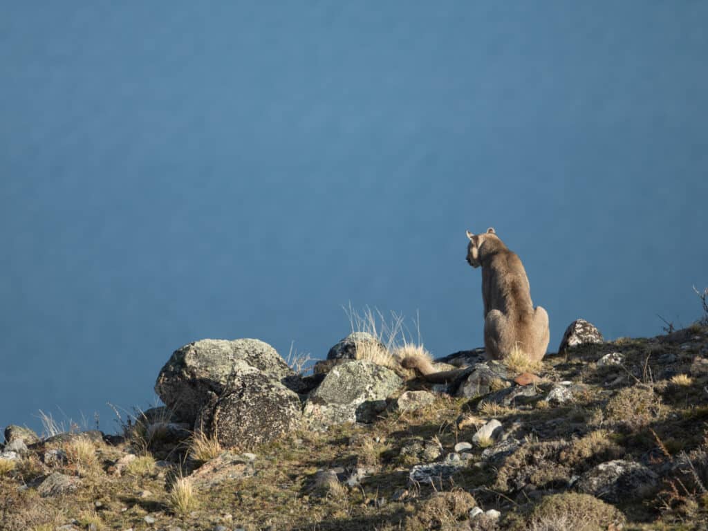 Puma Tracking, Torres del Paine, Patagonia, Chile