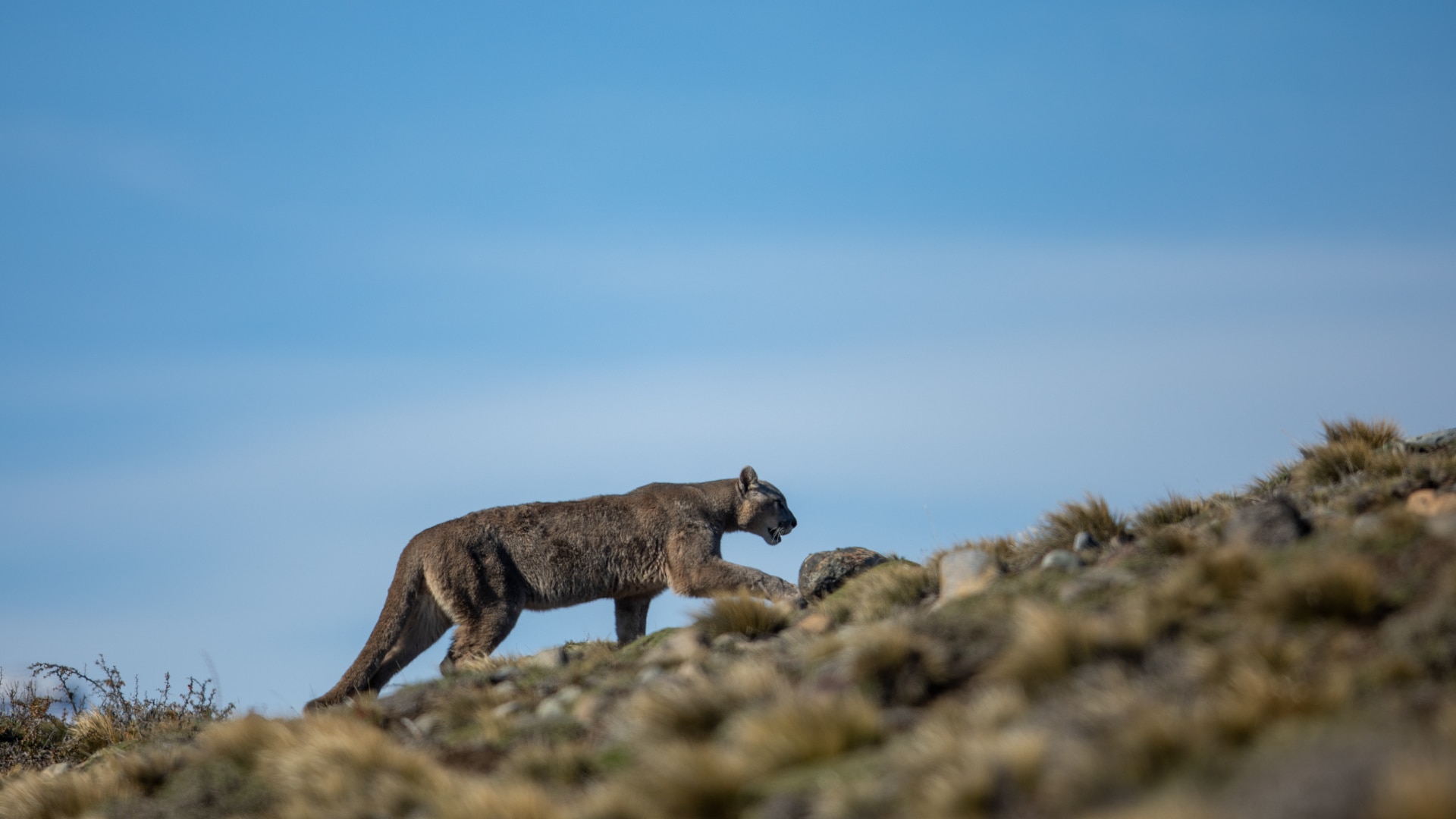 6 of the Best Wildlife Experiences - Steppes Travel