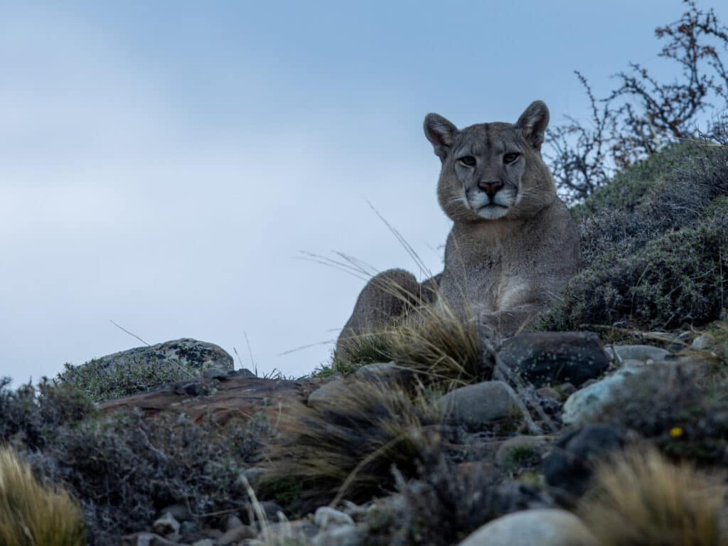 Puma Tracking, Torres del Paine, Patagonia, Chile