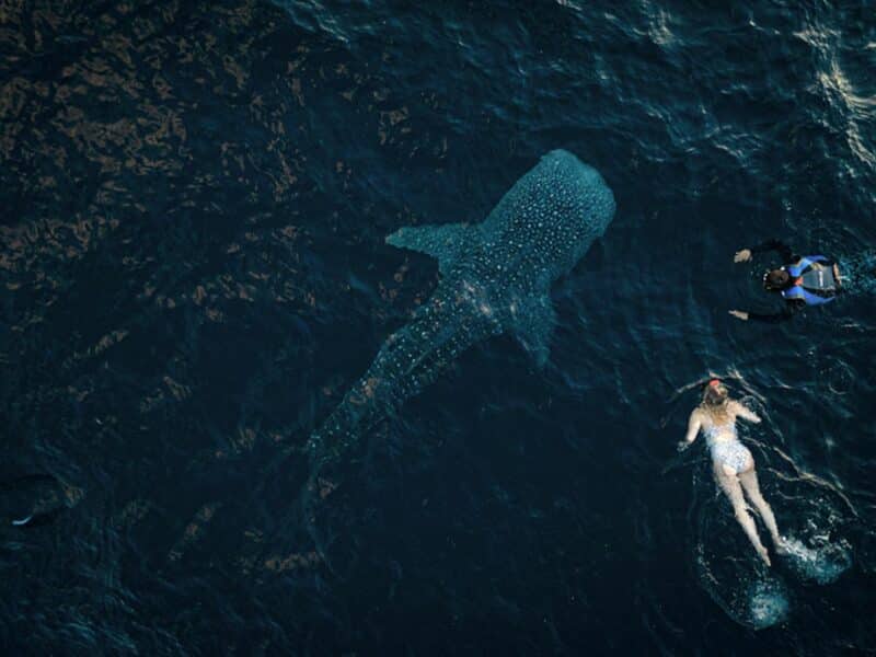 Swimming with whale sharks, Triton Bay, Aqua Blu, Indonesia