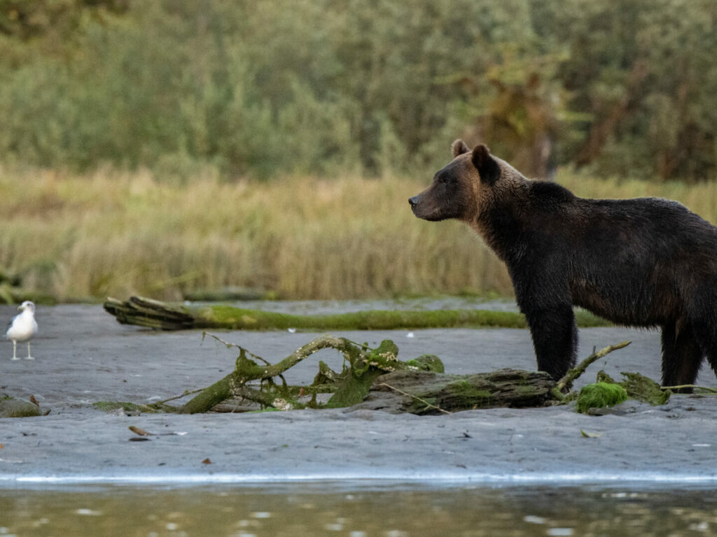 Bear, Khutze Inlet, BC, Canada