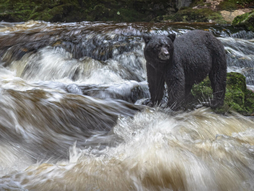 Bear on River, BC, Canada, Paul Goldstein