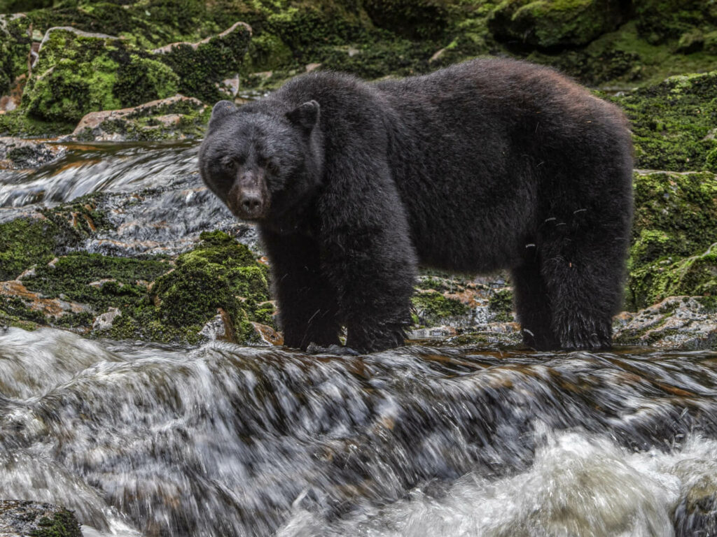 Grizzly Bear on River, Paul Goldstein, BC