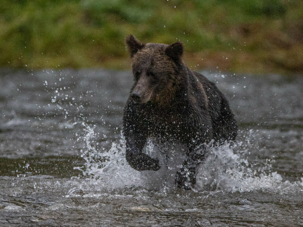 Grizzly Bear, Playing in River, Photographed by Paul Goldstein, BC, Canada