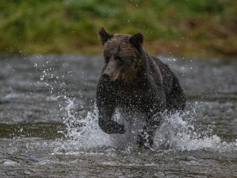 Grizzly Bear, Playing in River, Photographed by Paul Goldstein, BC, Canada